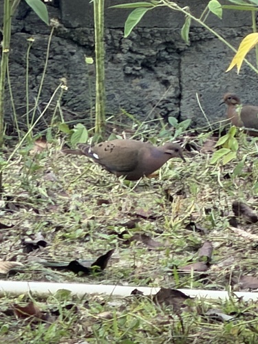 Zenaida Dove