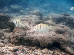 Acanthurus triostegus sandvicensis