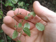 Rubus australis