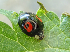 Harmonia axyridis