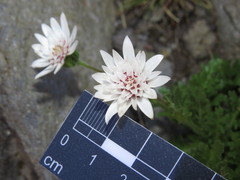 Leucheria papillosa