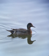 Anas platyrhynchos × Mareca penelope