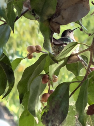Vervain Hummingbird