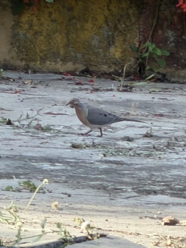 Mourning Dove