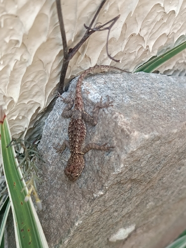 Peters' Lava Lizard
