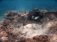 Acanthurus triostegus sandvicensis