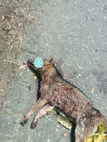 Crab-eating Fox