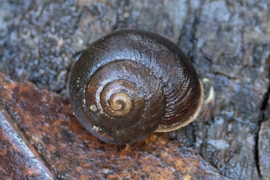 Cupedora sutilosa
