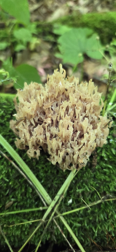crown-tipped coral fungus · June 2026 · photo: Photo: (c) WF_MI, some rights reserved (CC BY) · iNaturalist