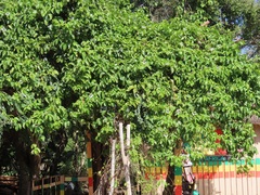 Passiflora edulis flavicarpa