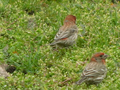 Haemorhous mexicanus