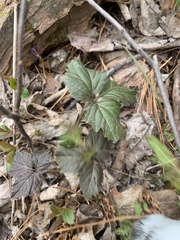 Cardamine diphylla