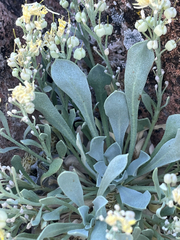Physaria bellii, photograph author not stated, no rights reserved