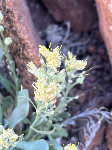 Physaria bellii, photograph 4