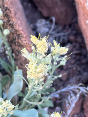 Physaria bellii, photograph author not stated, no rights reserved