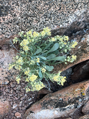 Physaria bellii, photograph author not stated, no rights reserved