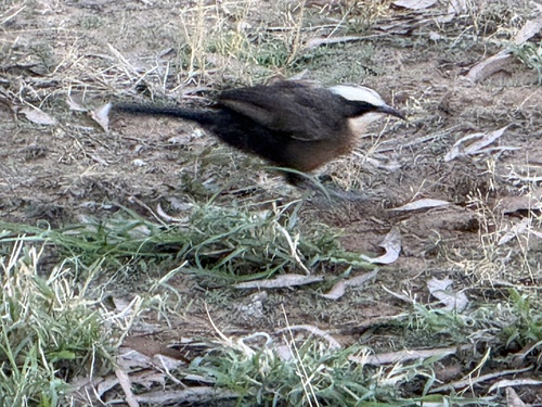 Gray-crowned Babbler