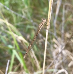 Sympecma fusca