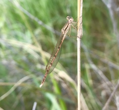 Sympecma fusca