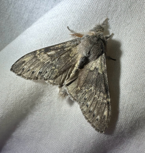 Lobster moth