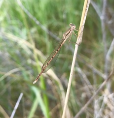 Sympecma fusca