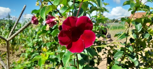 Purple Allamanda