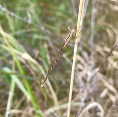 Sympecma fusca
