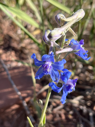 Delphinium geyeri, photograph 1