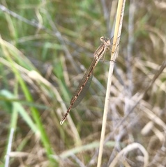 Sympecma fusca