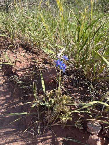Delphinium geyeri, photograph 3