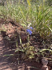 Delphinium geyeri, photograph author not stated, no rights reserved