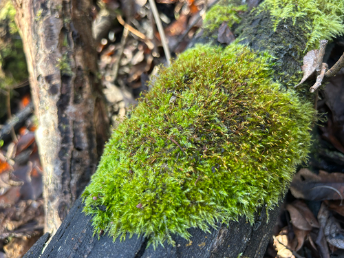 Sematophyllum subhumile observed 2026-06-20