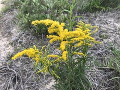 Solidago leavenworthii