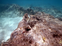 Acanthurus triostegus sandvicensis