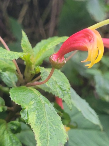 Centropogon grandidentatus, 2026-04-02