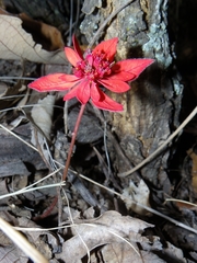 Euphorbia strigosa, photograph (c) Arturo Castro Castro, some rights reserved (CC BY)