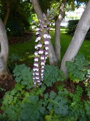 Meki primog (Acanthus mollis)