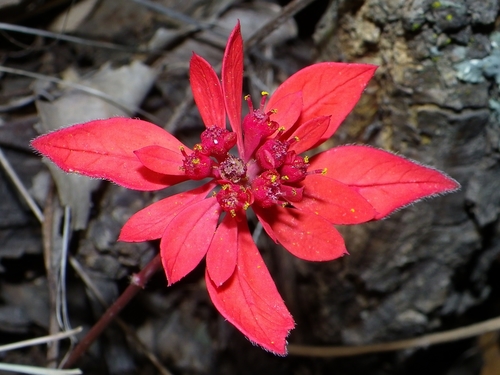 Euphorbia strigosa