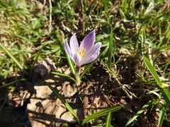 Crocus vernus