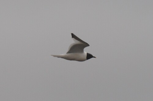 Sabine's Gull