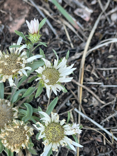 Townsendia grandiflora, photograph 2