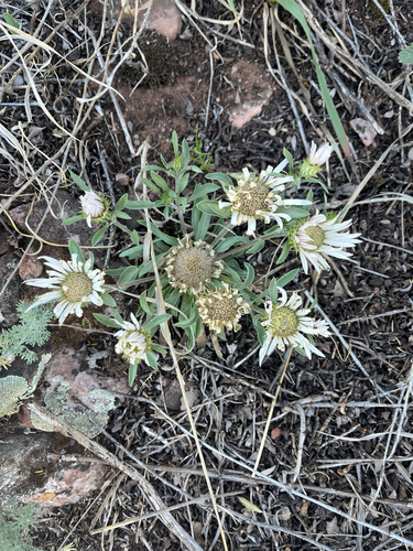 Townsendia grandiflora, photograph 4