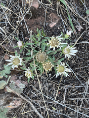 author not stated, no rights reserved Townsendia grandiflora, photograph author not stated, no rights reserved