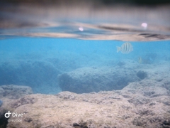 Acanthurus triostegus sandvicensis