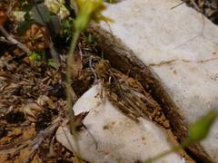 Dociostaurus maroccanus