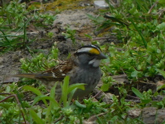 Zonotrichia albicollis