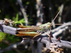 Stenobothrus fischeri