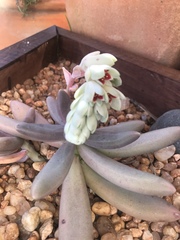 Pachyphytum