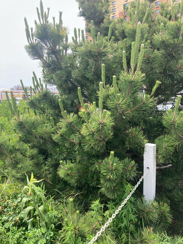 Pinus thunbergii