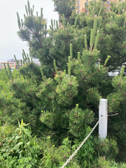 Pinus thunbergii